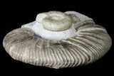 Ammonite (Orthosphinctes & Sutneria) Fossils - Germany #125892-2
